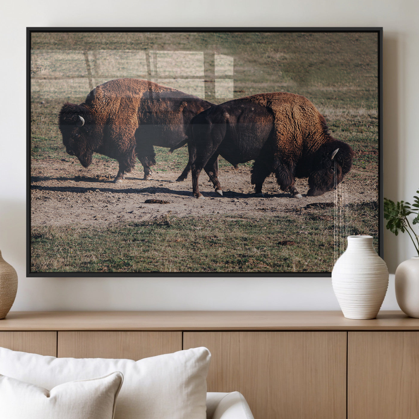 Two bison grazing in an open prairie with dry grass under the sunlight, creating a rustic and Western wildlife scene.