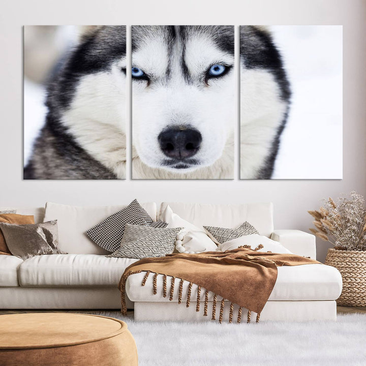 A captivating Winter Siberian Husky Wolf Blue Eyes Wall Art Canvas Print is displayed above.