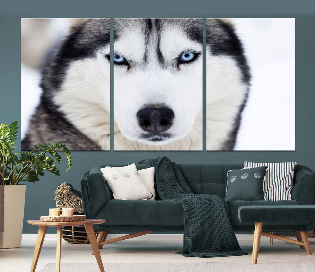 A captivating Winter Siberian Husky Wolf Blue Eyes Wall Art Canvas Print is displayed above.