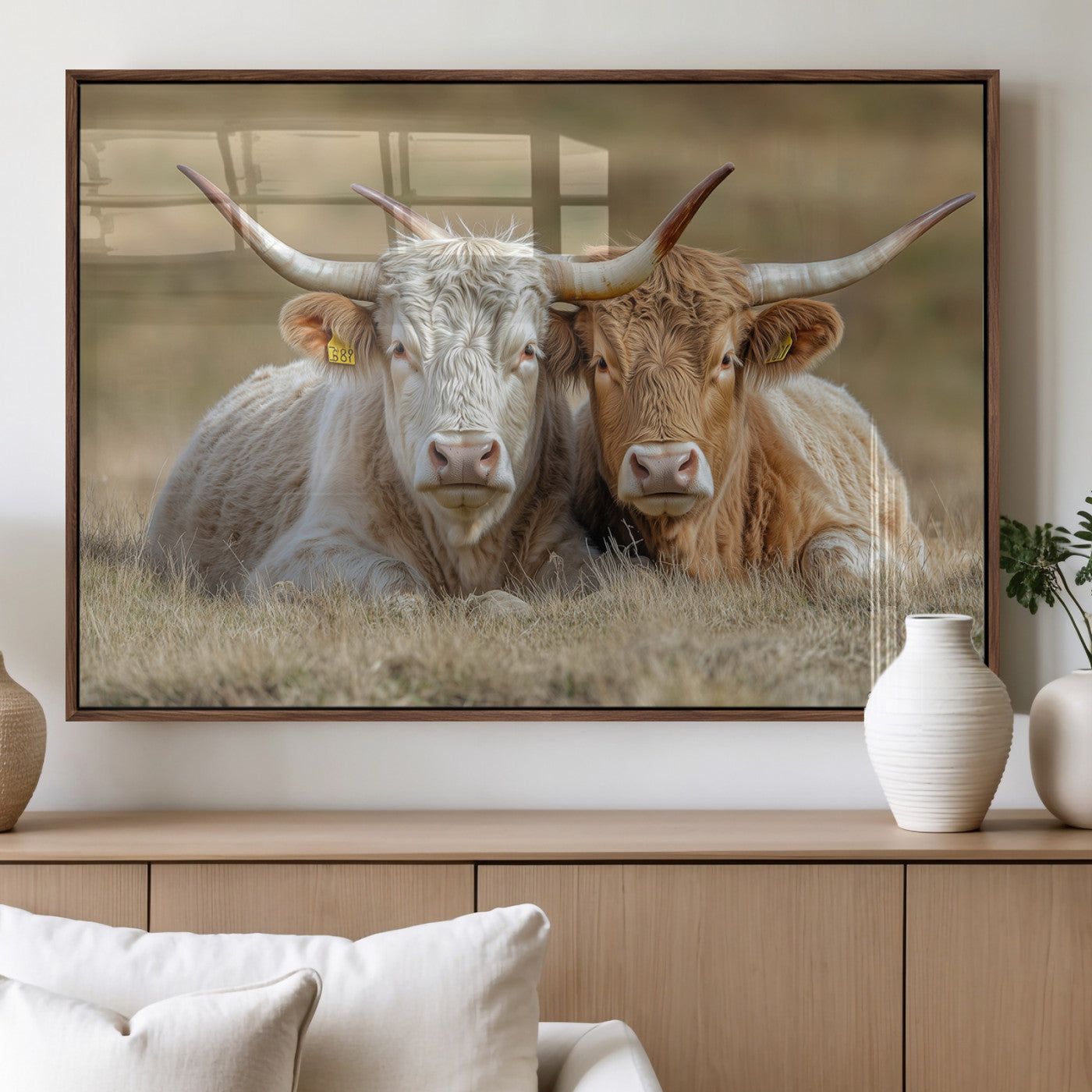 Two cows laying closely in a dry grassy field, captured in soft light, perfect for rustic farmhouse or western style home decor.