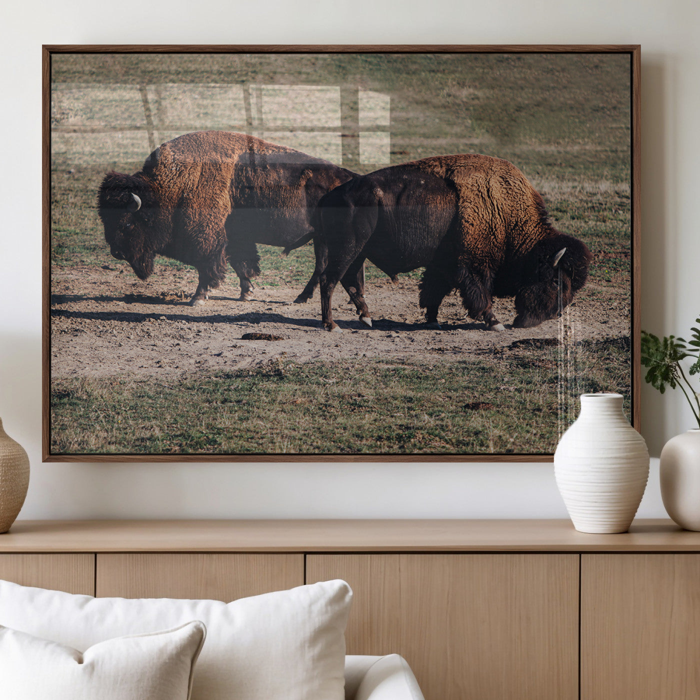 Two bison grazing in an open prairie with dry grass under the sunlight, creating a rustic and Western wildlife scene.
