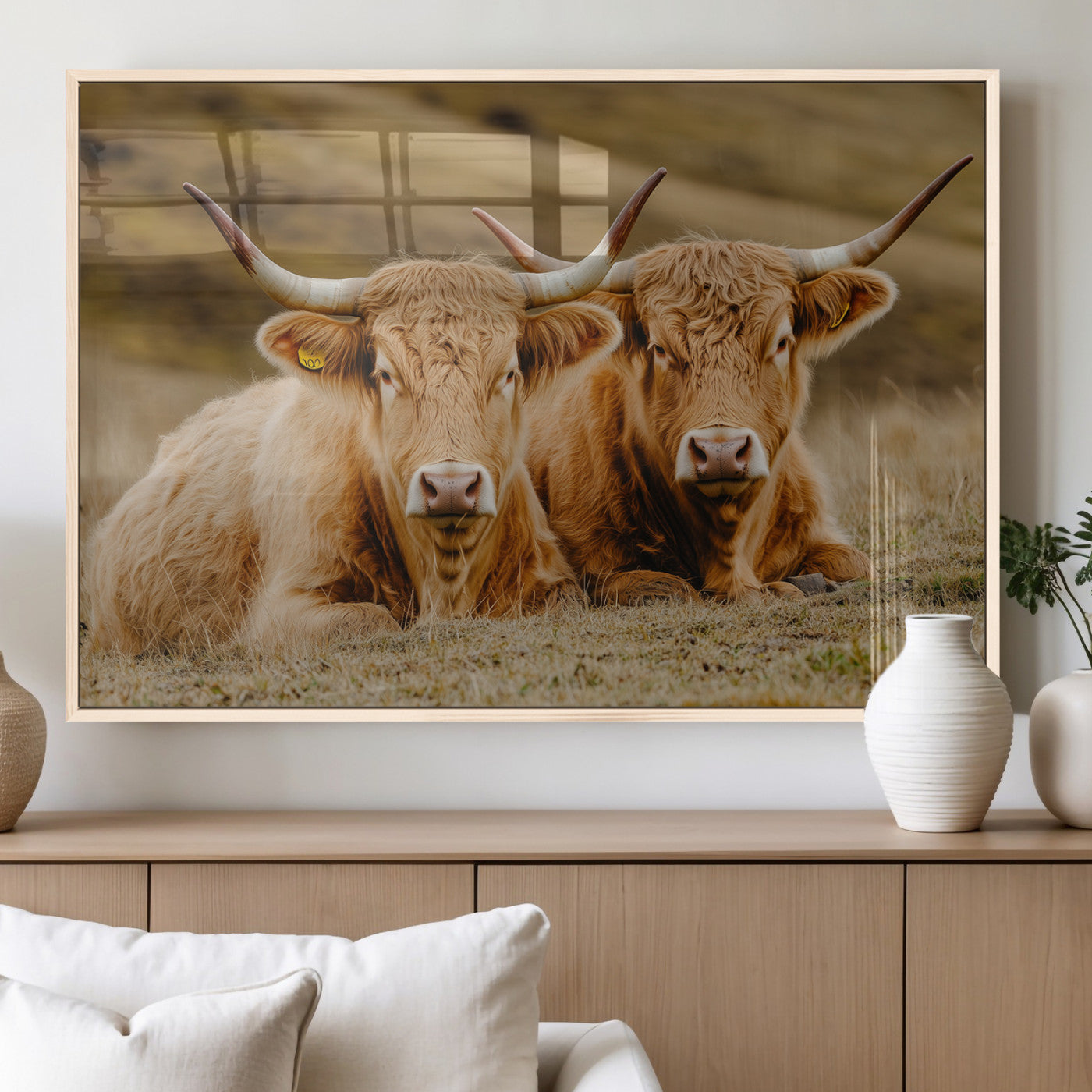 Two Highland cows resting on a golden field with soft focus hills, ideal for rustic farmhouse or cozy cabin style decor.