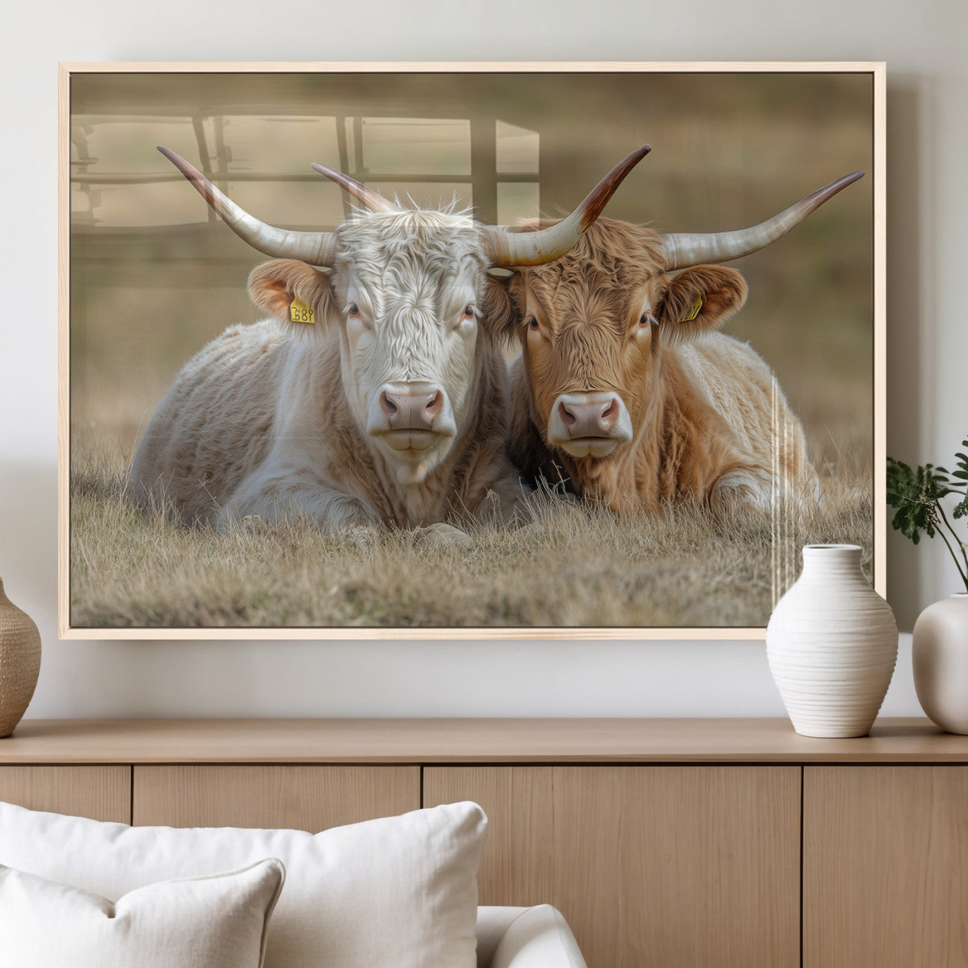 Two cows laying closely in a dry grassy field, captured in soft light, perfect for rustic farmhouse or western style home decor.