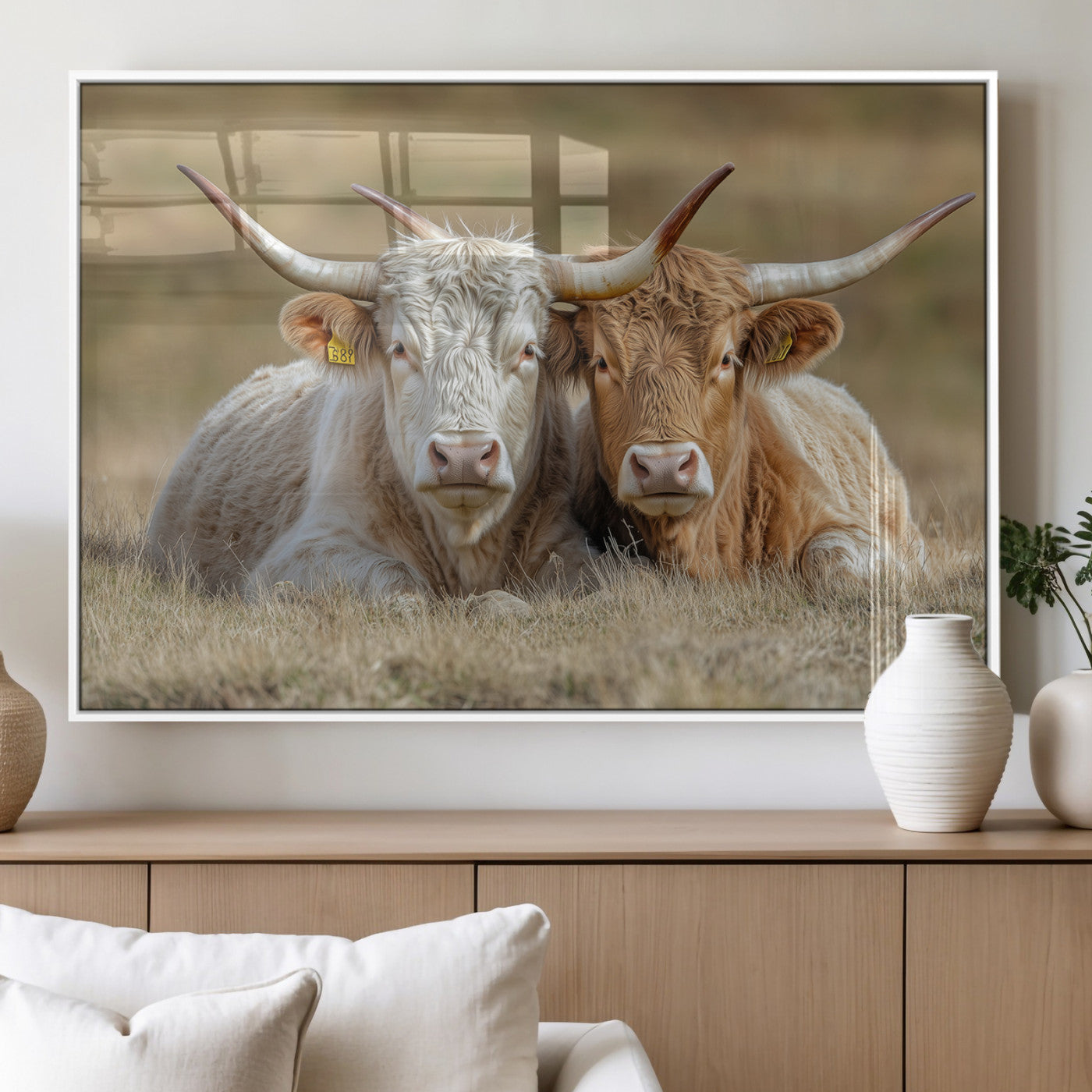 Two cows laying closely in a dry grassy field, captured in soft light, perfect for rustic farmhouse or western style home decor.