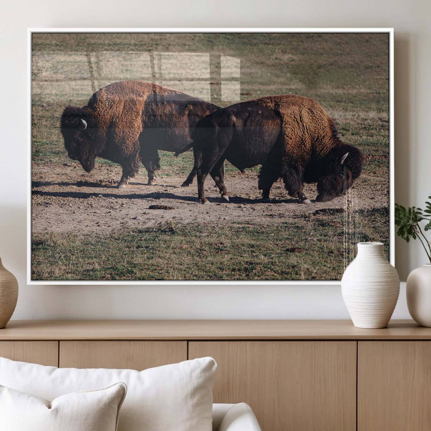 Two bison grazing in an open prairie with dry grass under the sunlight, creating a rustic and Western wildlife scene.