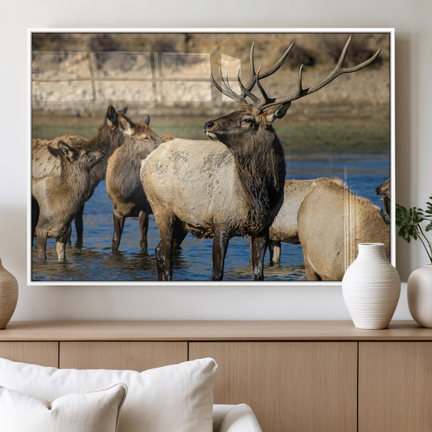 Group of elk standing in shallow water with dry rocky terrain in the background, showcasing wildlife in a natural setting for rustic decor.
