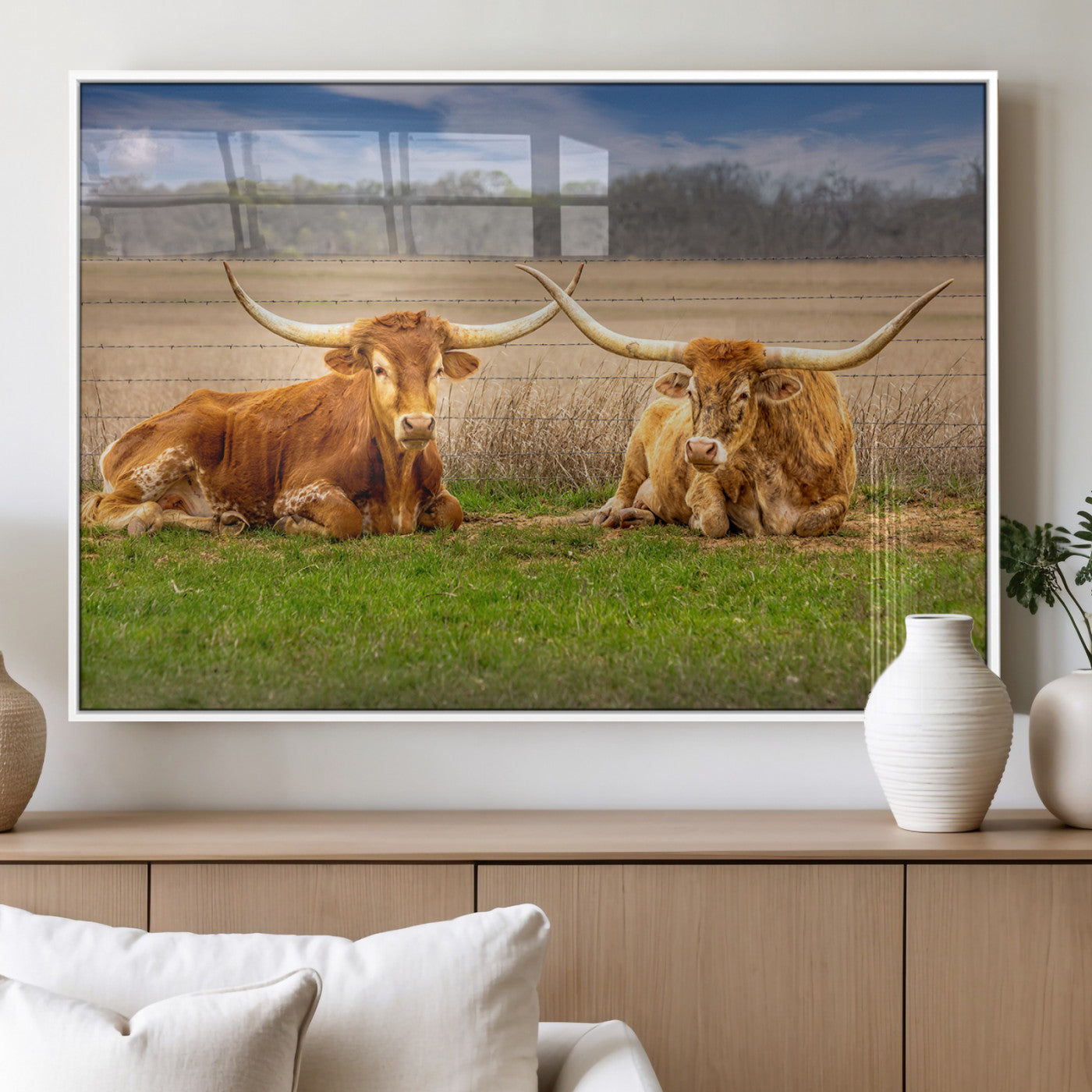 Two longhorn cattle resting on green grass in a rural field with a barbed wire fence and blurred trees in the background.