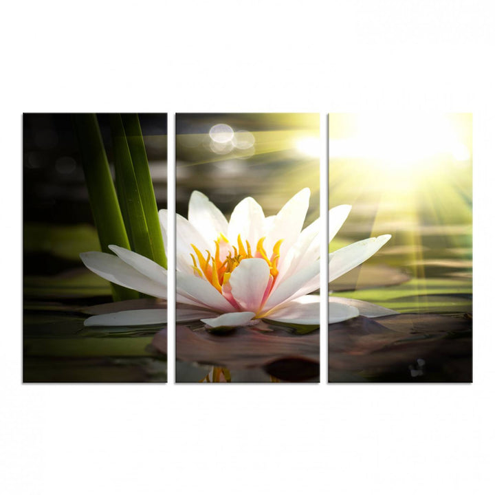 The Lotus Flower Wall Art Canvas Print showcases a white water lily with a yellow center floating gracefully in sunlight.