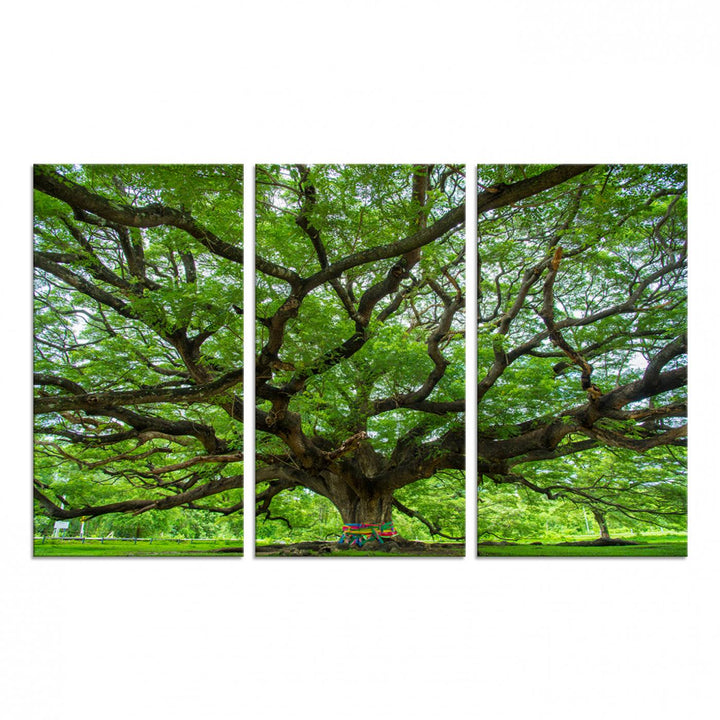 Framed Angel Oak Tree print featuring sprawling branches and ribbons against a clear sky backdrop, ideal for home or office decor.