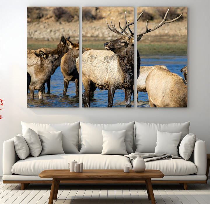Group of elk standing in shallow water with dry rocky terrain in the background, showcasing wildlife in a natural setting for rustic decor.