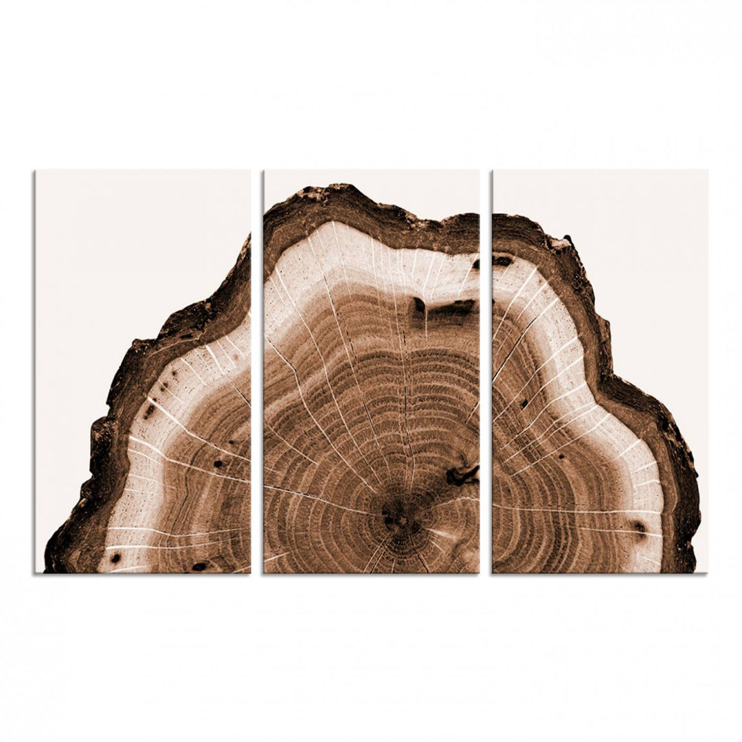 Close-up of the Rustic Wood Rings Wall Art featuring detailed tree rings and natural texture on a plain white background.