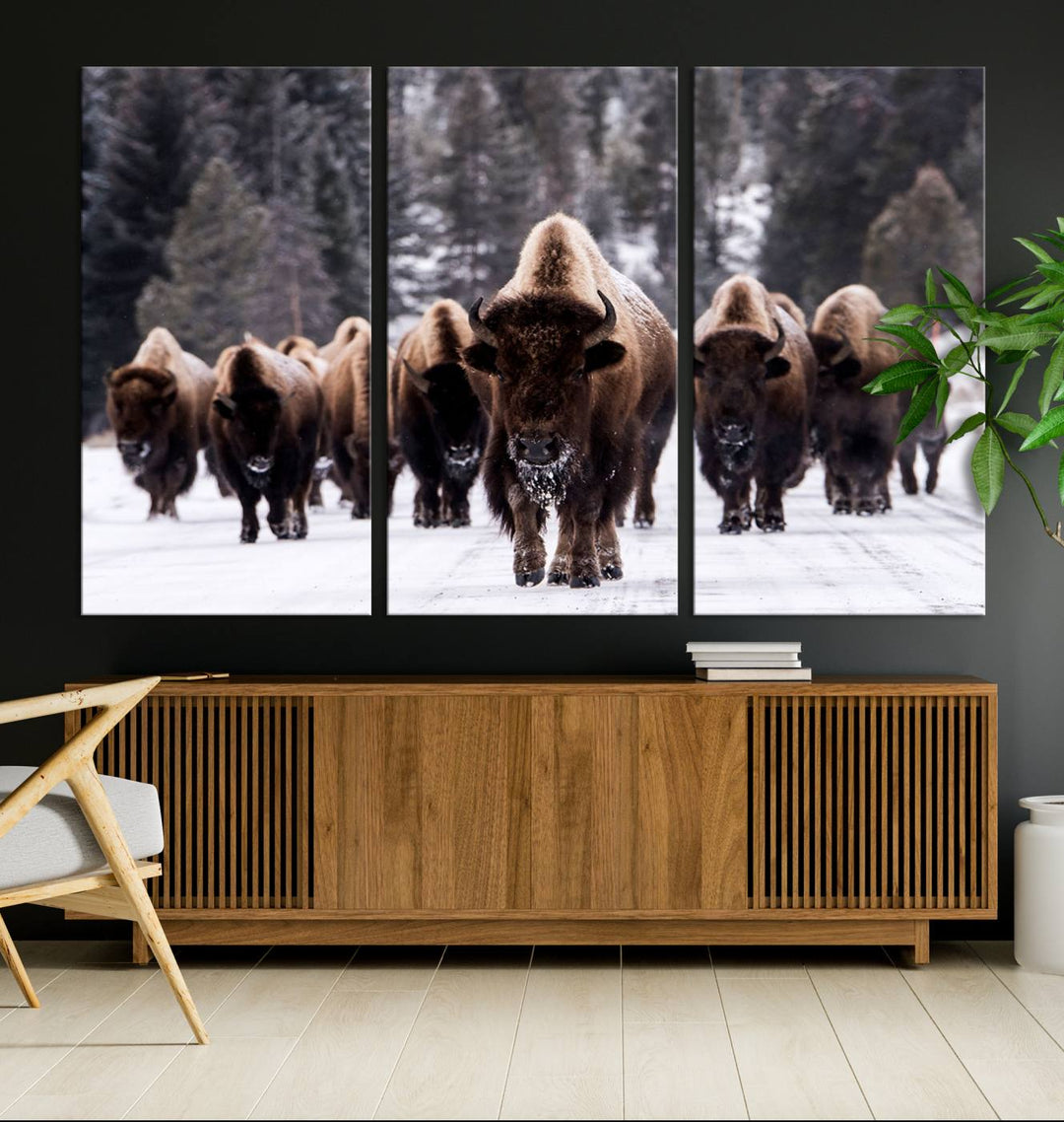 Bison Herd Canvas Wall Art.