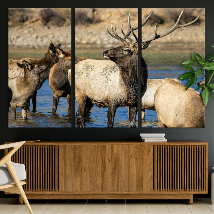 Group of elk standing in shallow water with dry rocky terrain in the background, showcasing wildlife in a natural setting for rustic decor.