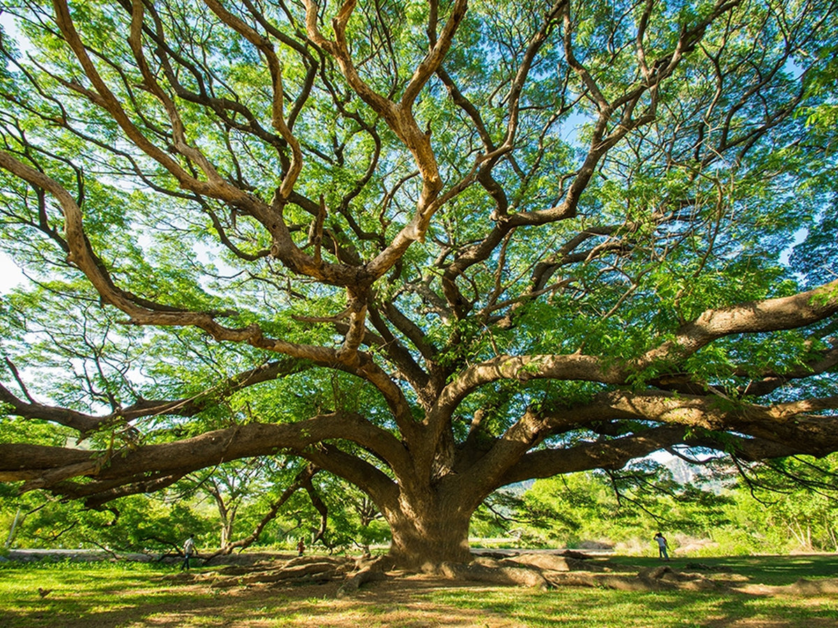 70569-MGV-CV-24X16 - Majestic Oak Tree Wall Art | Serene Nature Canvas Print with Spreading Branches