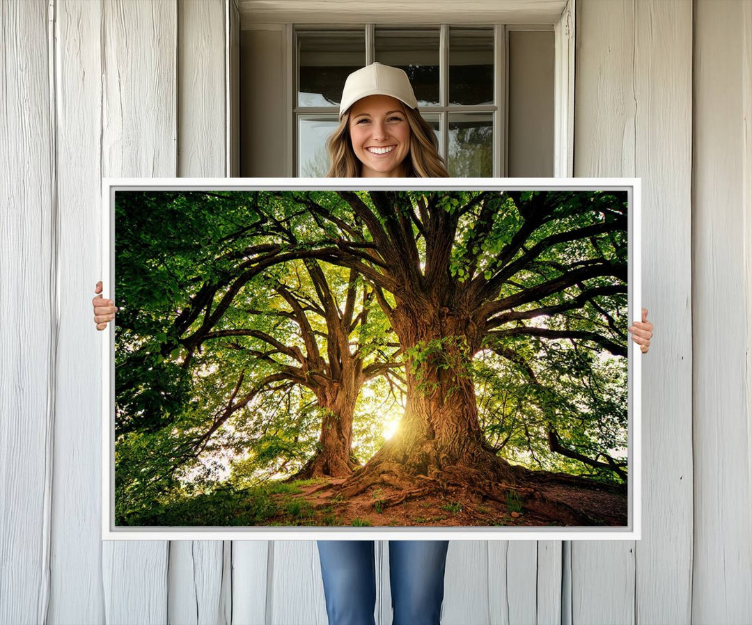 Majestic Ancient Tree Wall Art is illuminated by sunlit forest rays.