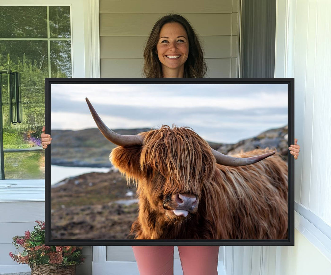 The Cuddly Highland Cow Canvas hangs, adding charm with its shaggy elegance.