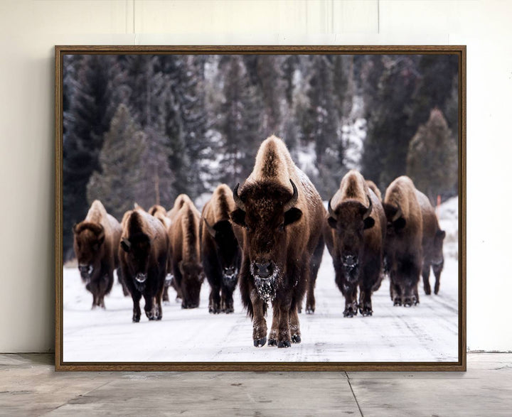 Bison Herd Canvas Wall Art.