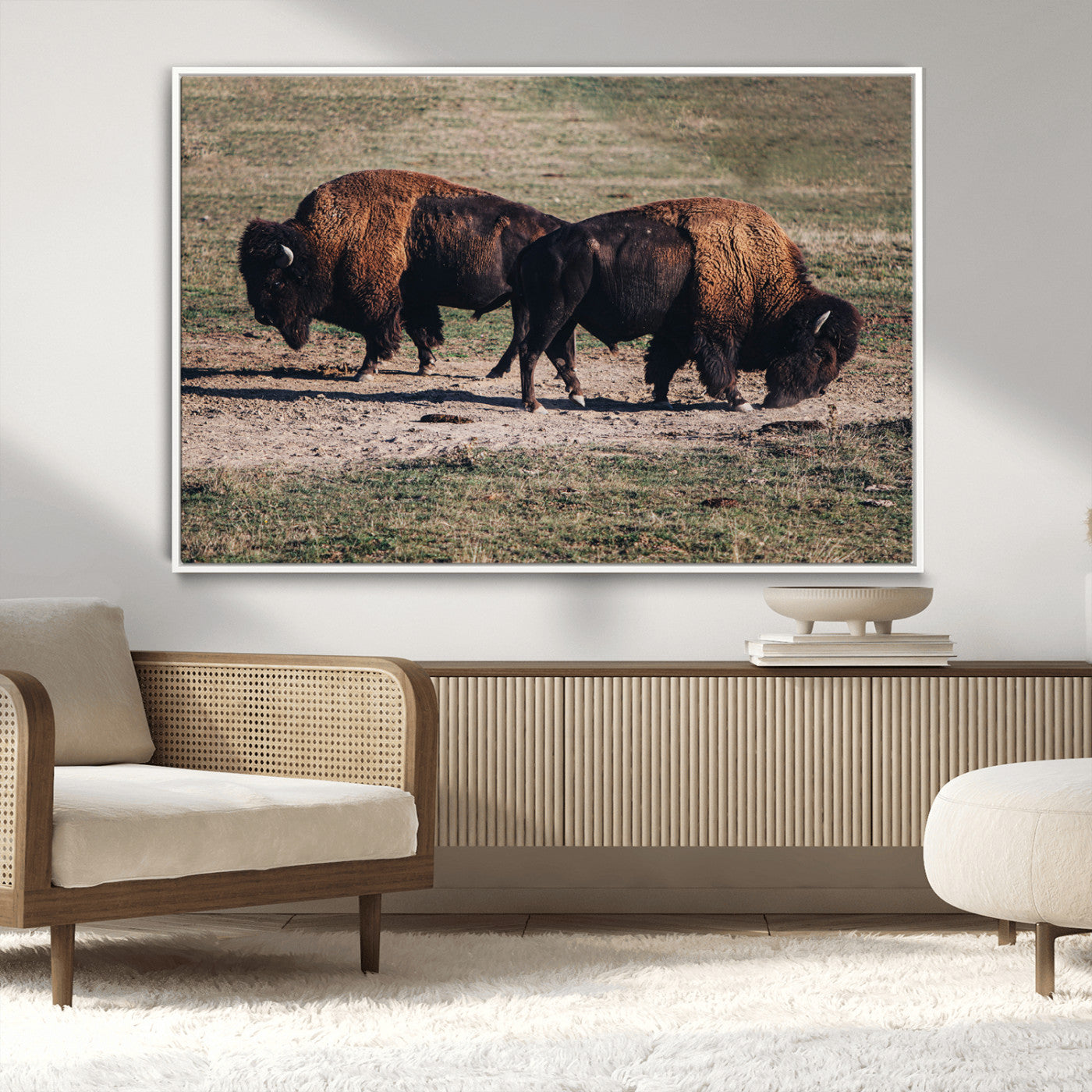 Two bison grazing in an open prairie with dry grass under the sunlight, creating a rustic and Western wildlife scene.