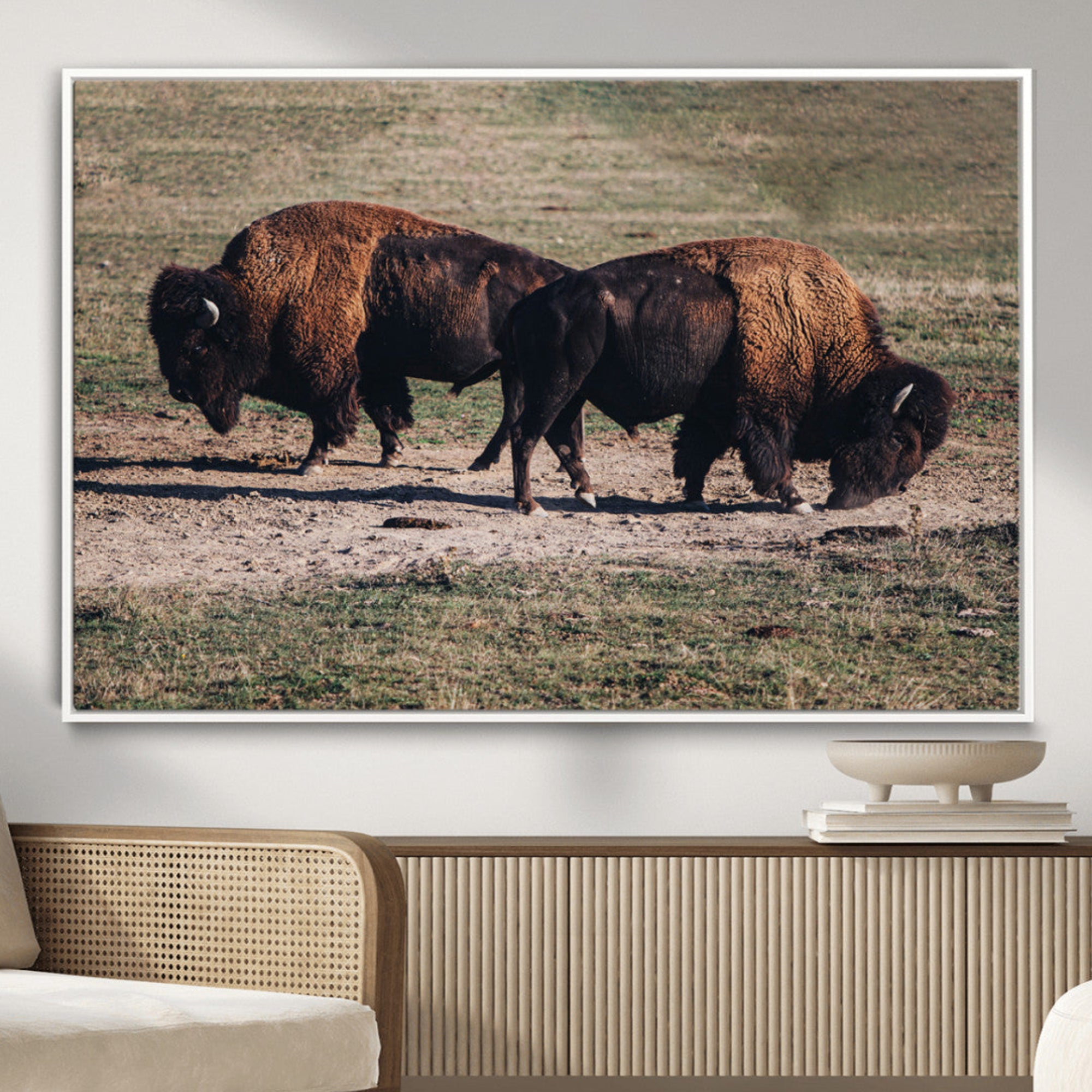 Two bison grazing in an open prairie with dry grass under the sunlight, creating a rustic and Western wildlife scene.