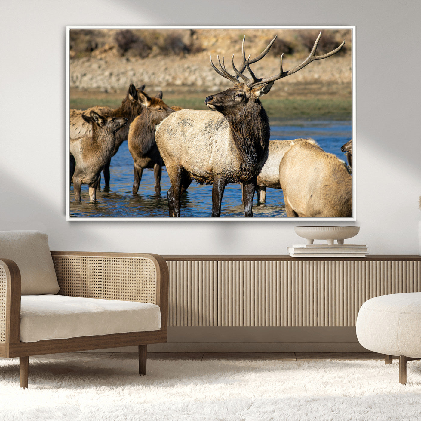 Group of elk standing in shallow water with dry rocky terrain in the background, showcasing wildlife in a natural setting for rustic decor.