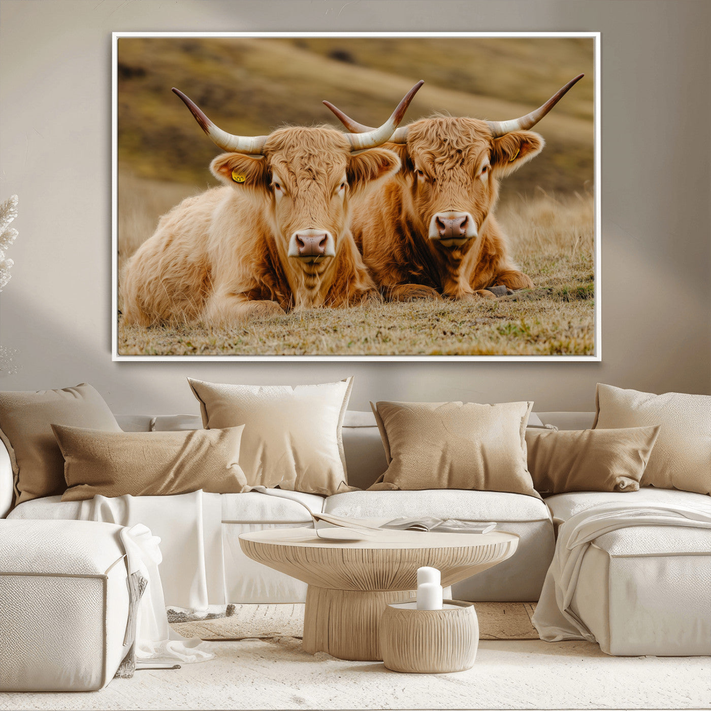Two Highland cows resting on a golden field with soft focus hills, ideal for rustic farmhouse or cozy cabin style decor.