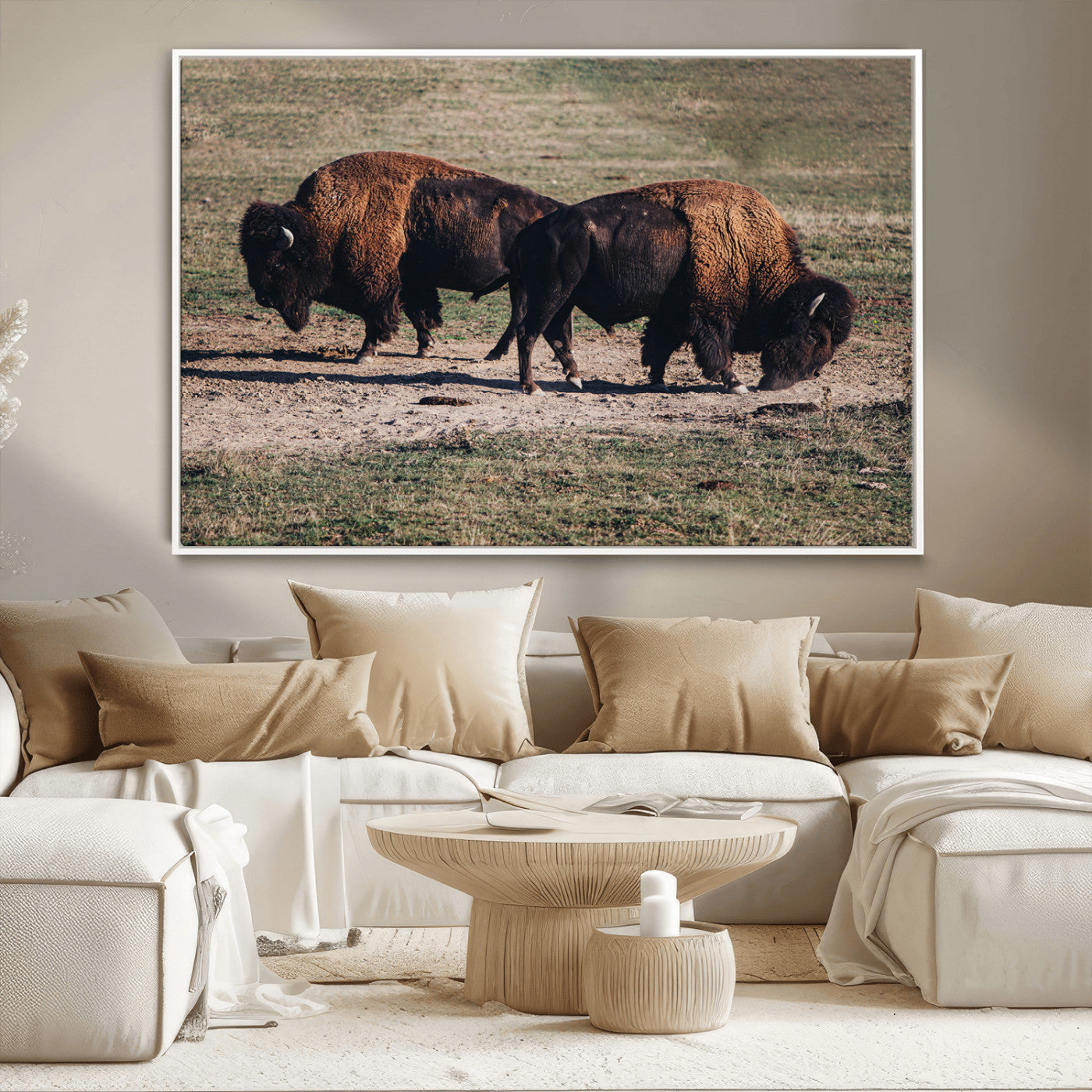 Two bison grazing in an open prairie with dry grass under the sunlight, creating a rustic and Western wildlife scene.