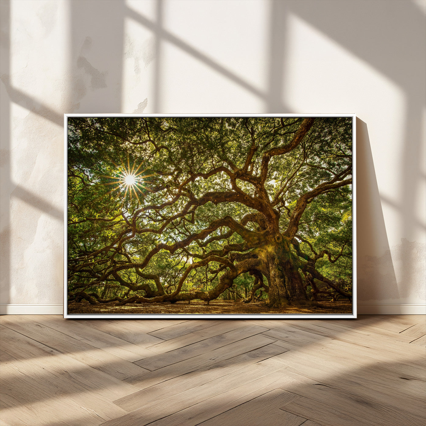 MGV-FC-36X24 - Ancient Angel Oak Tree Art Sunburst Canvas Print- Nature-Inspired Triptych Canvas Print, Framed, Ready to Hang