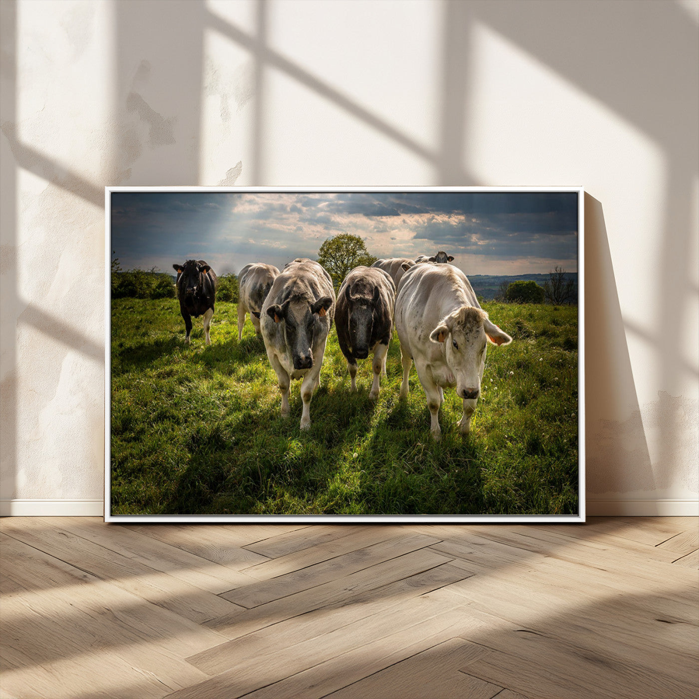 67277447-MGV-FC-36X24_White-Grazing Cattle Herd Pasture Green Field Livestock Natural Farm Animals Rural Life Outdoor Wall Art Canvas Print