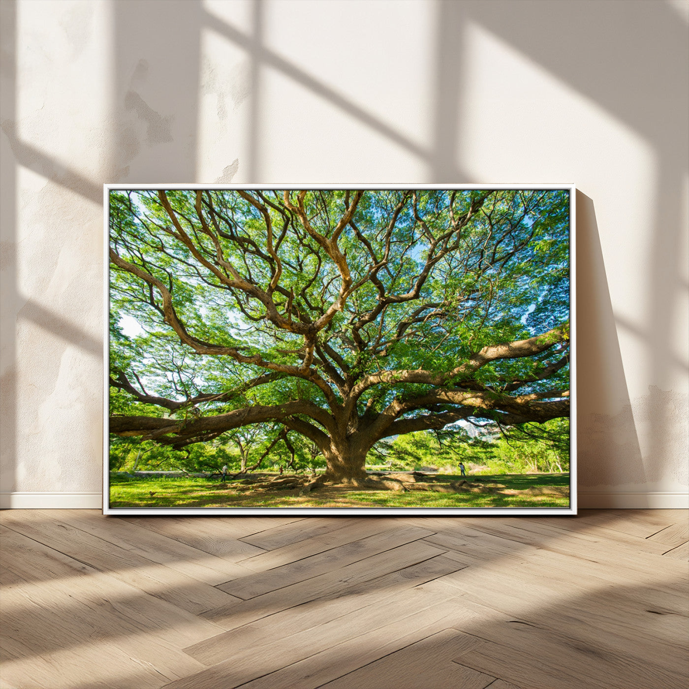 MGV-FC-36X24 - Angel Oak Tree Wall Art | Oak Canvas Print | Multi Panel Landscape Wall Art | Ready to Hang Wall Art