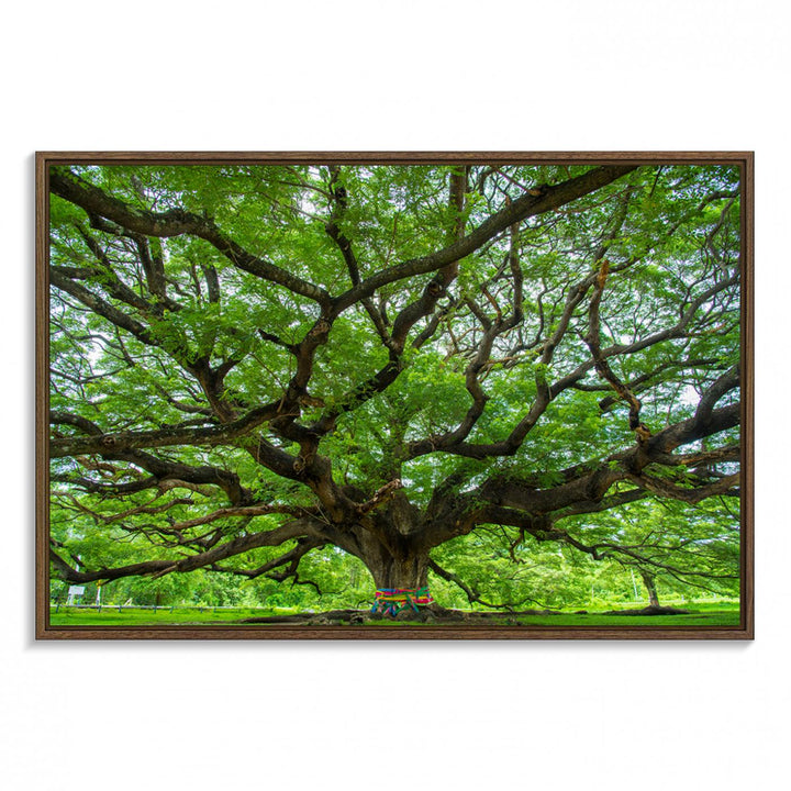 Oak Tree Wall Art Print, Forest Canvas Wall Art for Home and Office, Framed Angel Oak Tree Canvas Art Printing