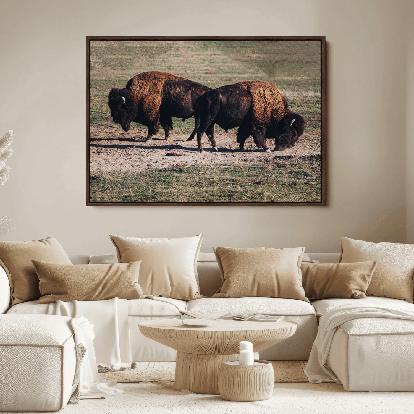 Two bison grazing in an open prairie with dry grass under the sunlight, creating a rustic and Western wildlife scene.