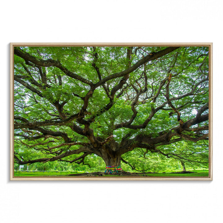 Oak Tree Wall Art Print, Forest Canvas Wall Art for Home and Office, Framed Angel Oak Tree Canvas Art Printing