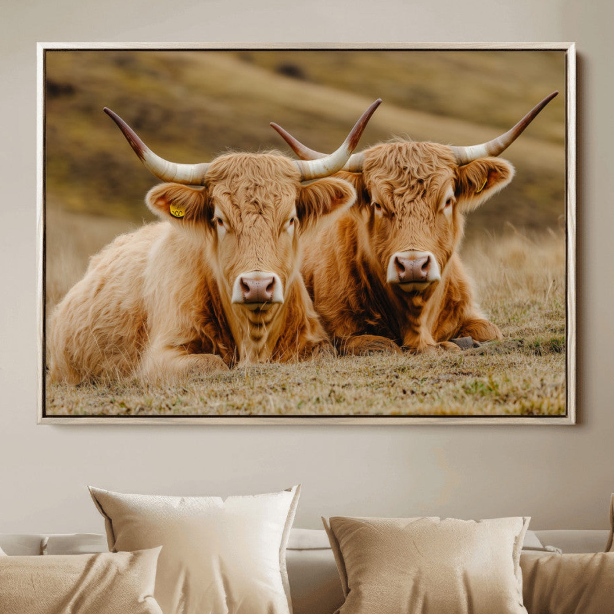 Two Highland cows resting on a golden field with soft focus hills, ideal for rustic farmhouse or cozy cabin style decor.