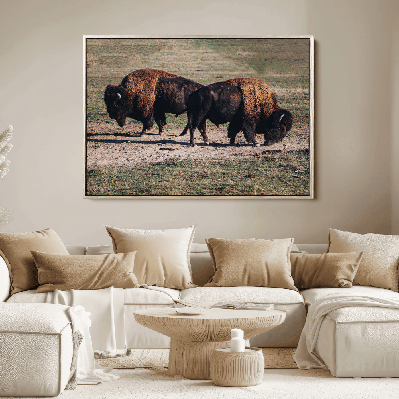 Two bison grazing in an open prairie with dry grass under the sunlight, creating a rustic and Western wildlife scene.