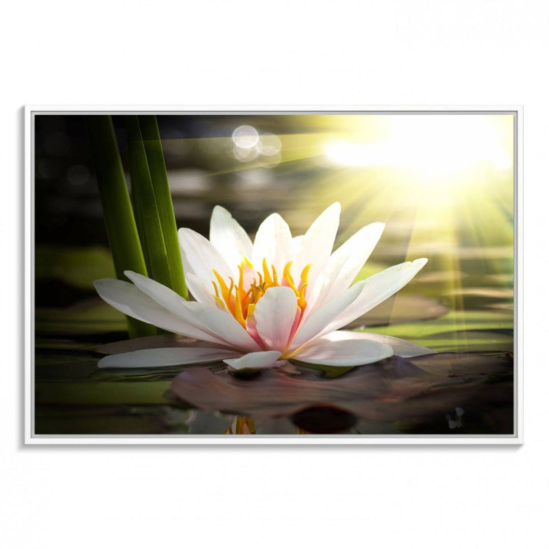 The Lotus Flower Wall Art Canvas Print showcases a white water lily with a yellow center floating gracefully in sunlight.