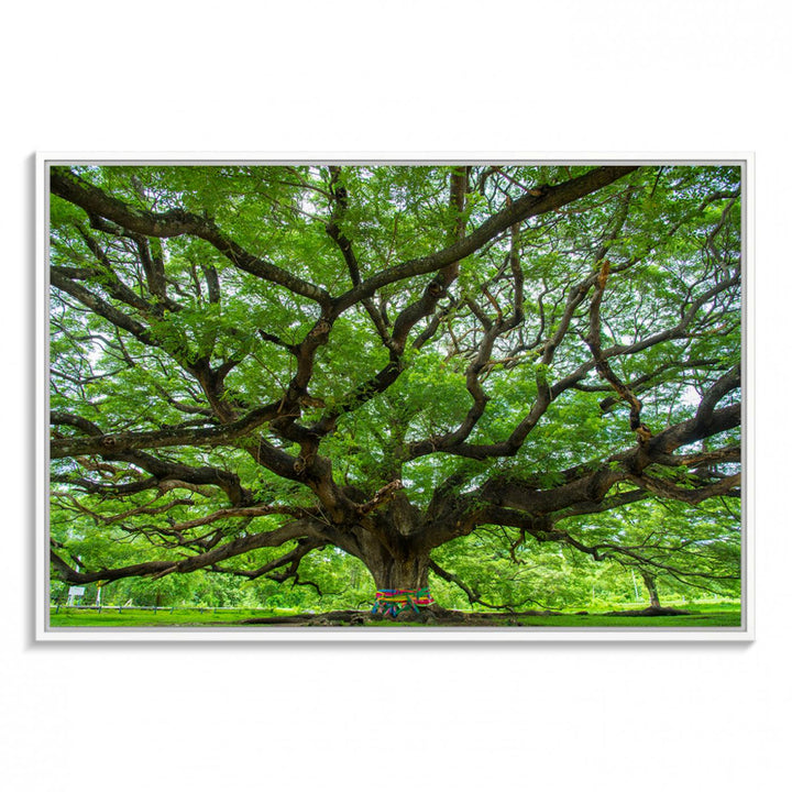 Oak Tree Wall Art Print, Forest Canvas Wall Art for Home and Office, Framed Angel Oak Tree Canvas Art Printing
