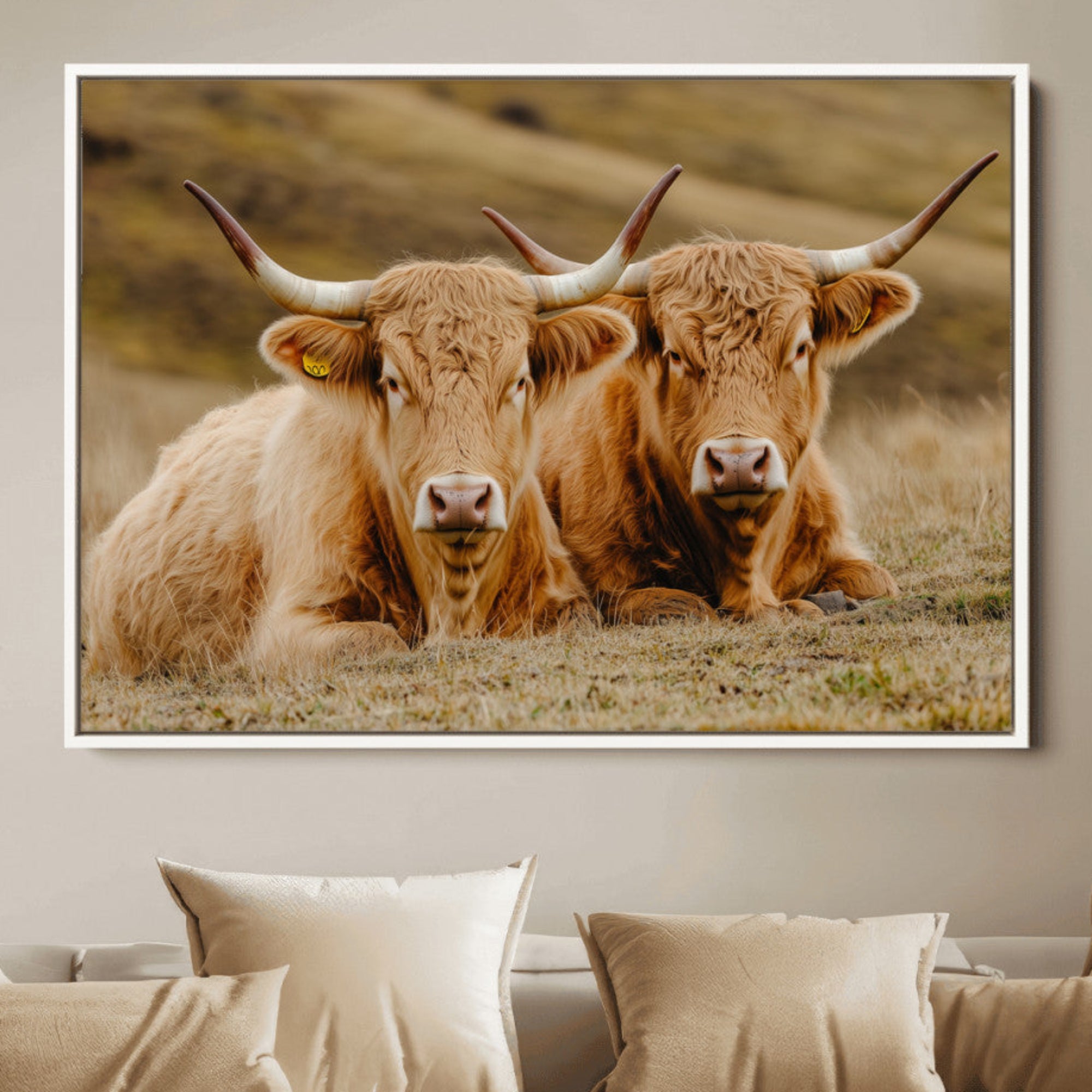 Two Highland cows resting on a golden field with soft focus hills, ideal for rustic farmhouse or cozy cabin style decor.