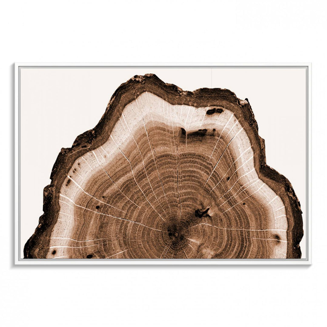 Close-up of the Rustic Wood Rings Wall Art featuring detailed tree rings and natural texture on a plain white background.