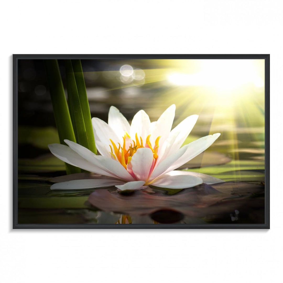 The Lotus Flower Wall Art Canvas Print showcases a white water lily with a yellow center floating gracefully in sunlight.