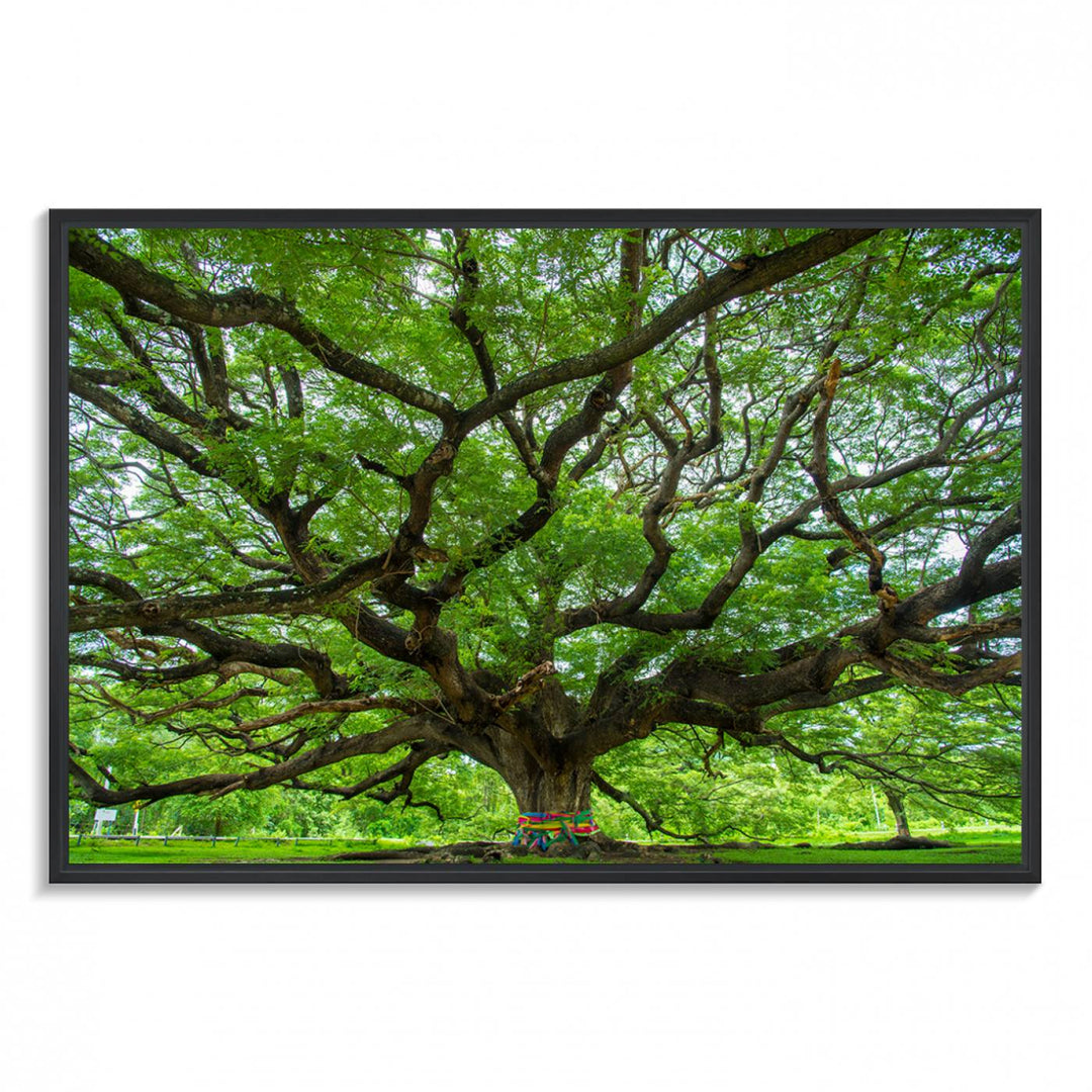 Oak Tree Wall Art Print, Forest Canvas Wall Art for Home and Office, Framed Angel Oak Tree Canvas Art Printing