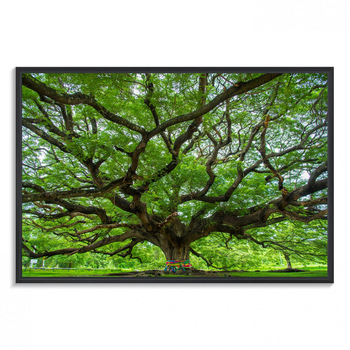 Oak Tree Wall Art Print, Forest Canvas Wall Art for Home and Office, Framed Angel Oak Tree Canvas Art Printing