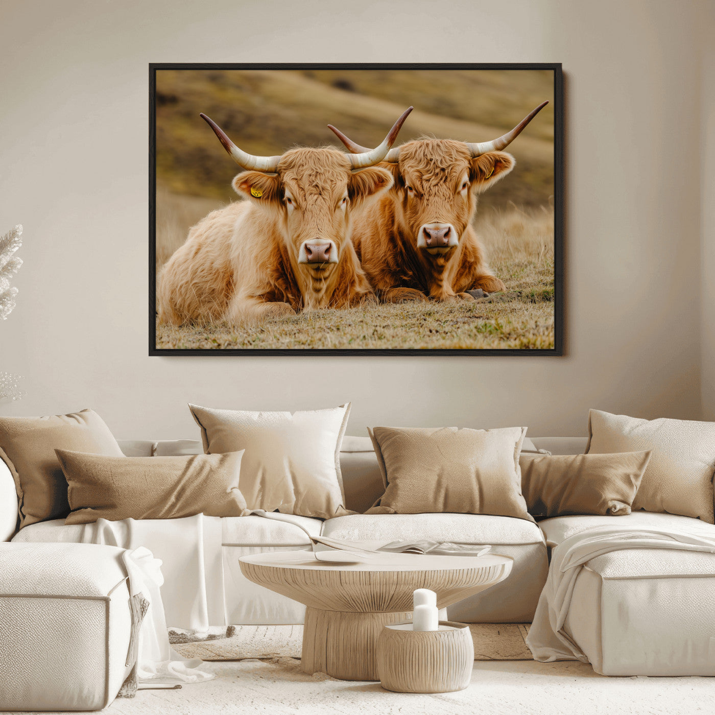Two Highland cows resting on a golden field with soft focus hills, ideal for rustic farmhouse or cozy cabin style decor.