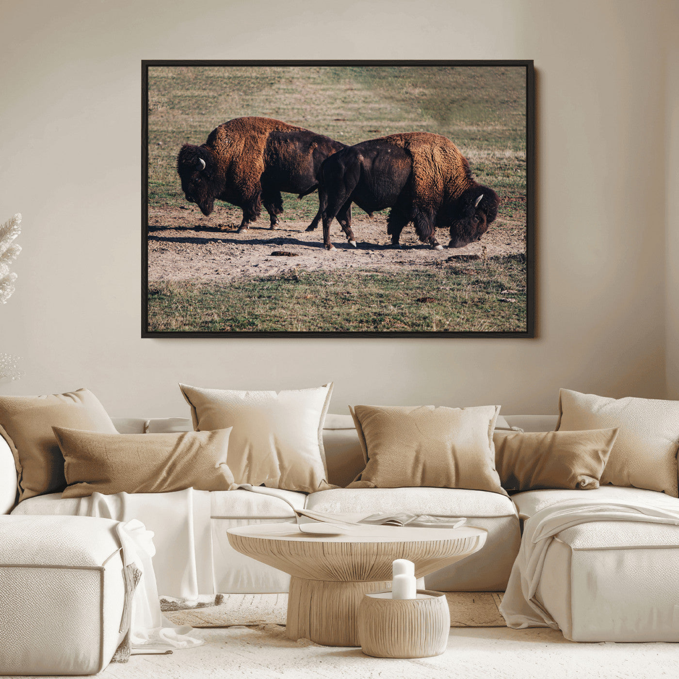 Two bison grazing in an open prairie with dry grass under the sunlight, creating a rustic and Western wildlife scene.