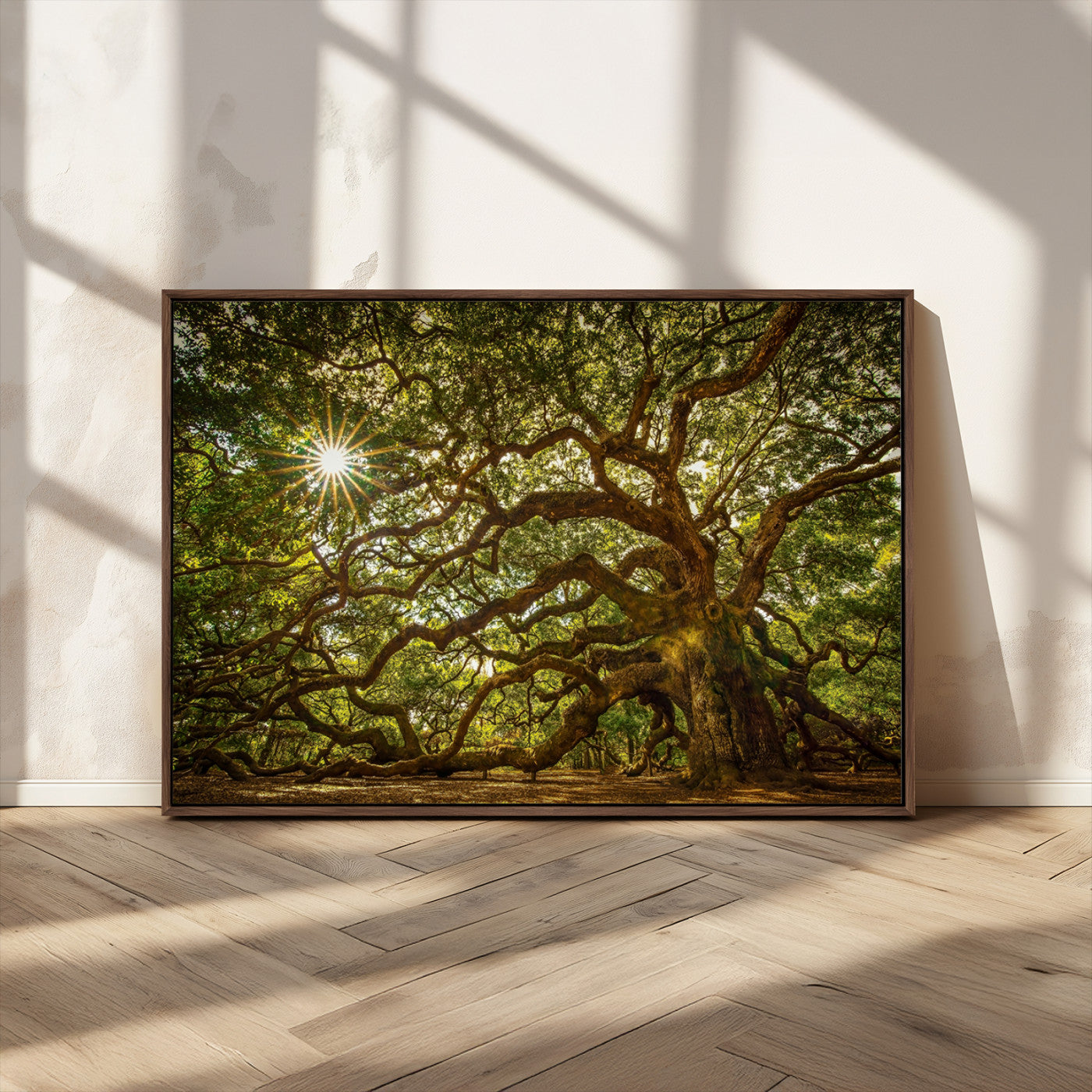 MGV-FC-36X24 - Ancient Angel Oak Tree Art Sunburst Canvas Print- Nature-Inspired Triptych Canvas Print, Framed, Ready to Hang