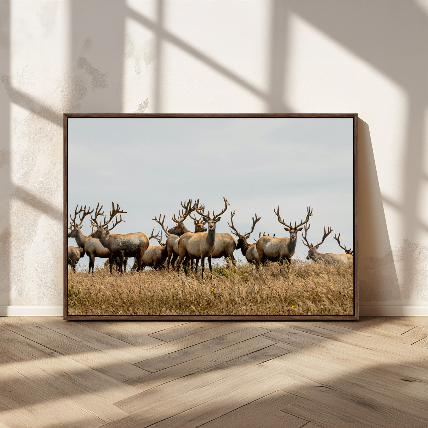 MGV-FC-36X24 - Elk Herd Wall Art Canvas Print, Framed Wildlife Photography Art Picture Print, Majestic Antlers Perfect Rustic Wildlife Decor Artwork