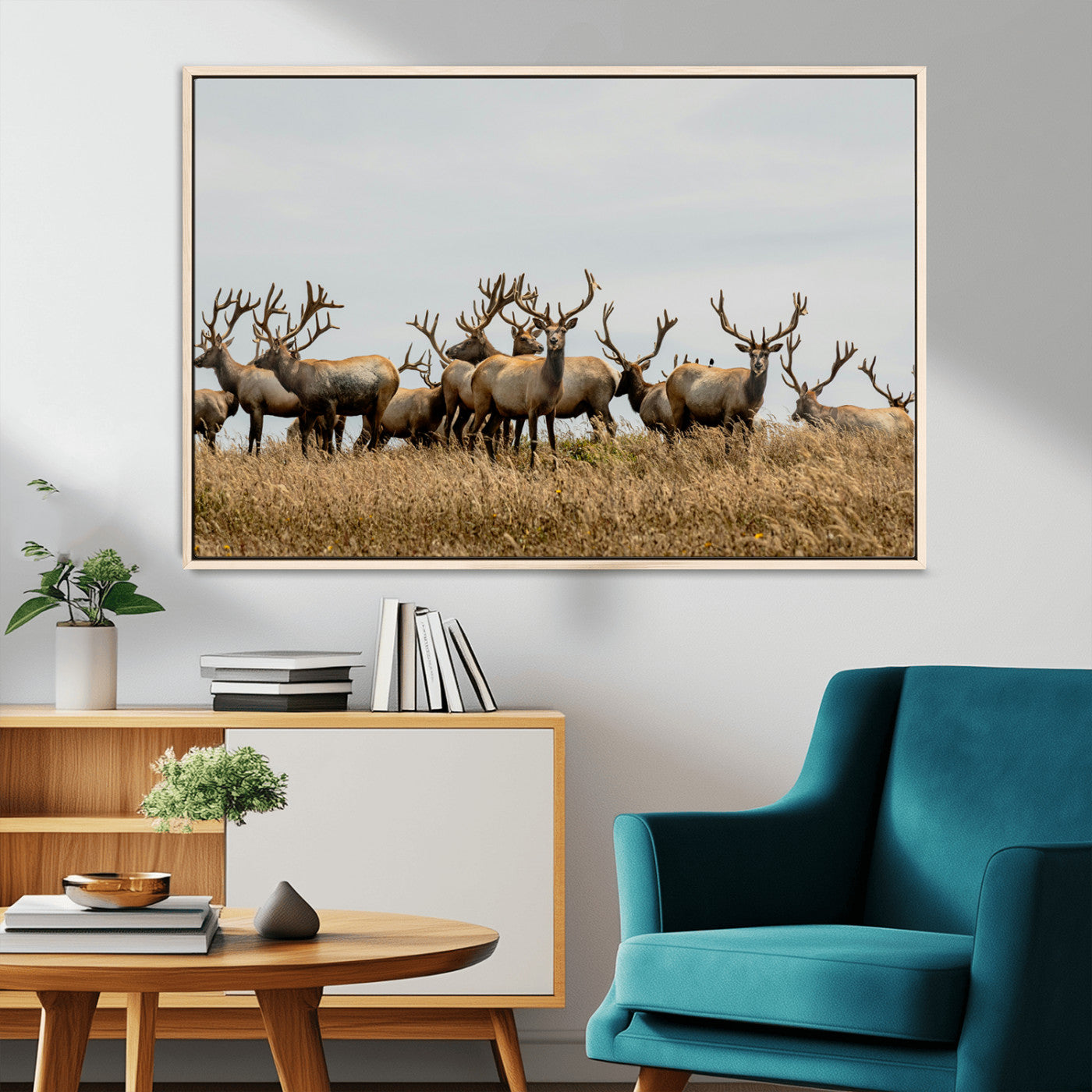 MGV-FC-36X24 - Elk Herd Wall Art Canvas Print, Framed Wildlife Photography Art Picture Print, Majestic Antlers Perfect Rustic Wildlife Decor Artwork