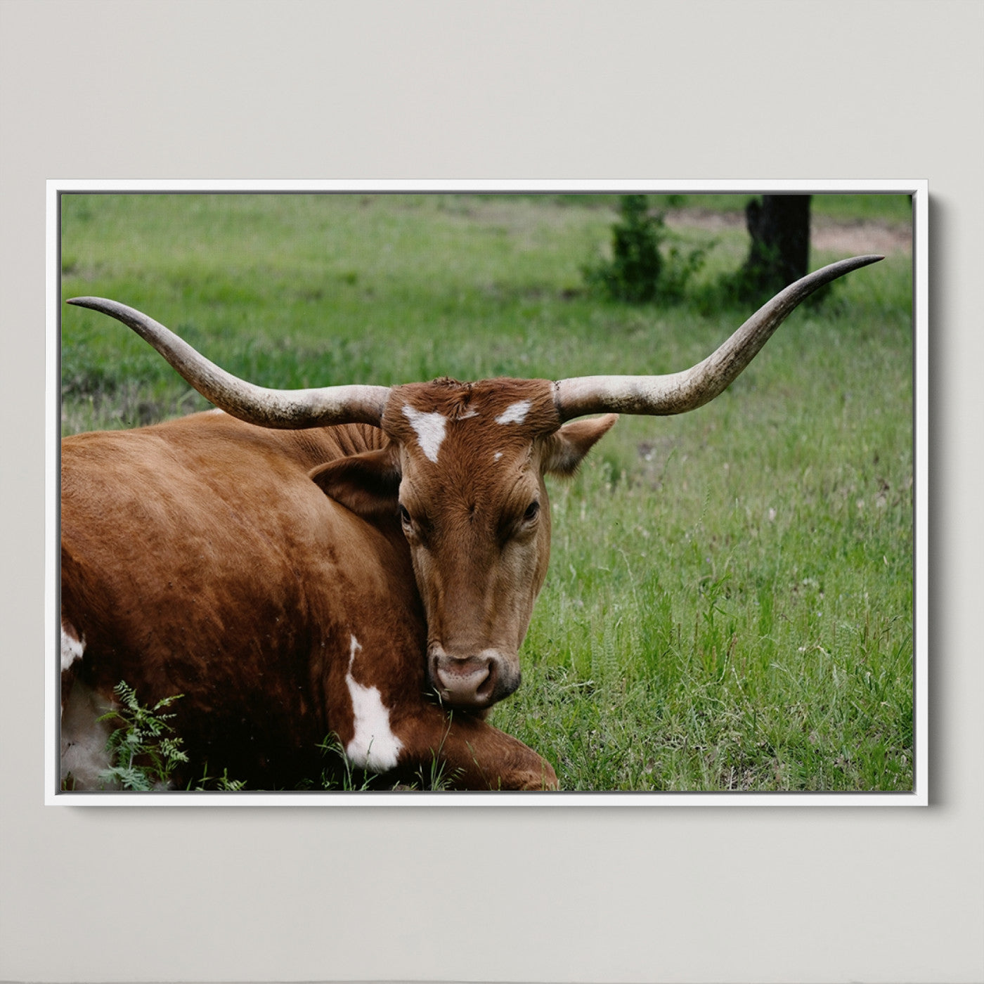 45997-MGV-CV-36X24-Longhorn Cow Animal Wall Art Canvas Print