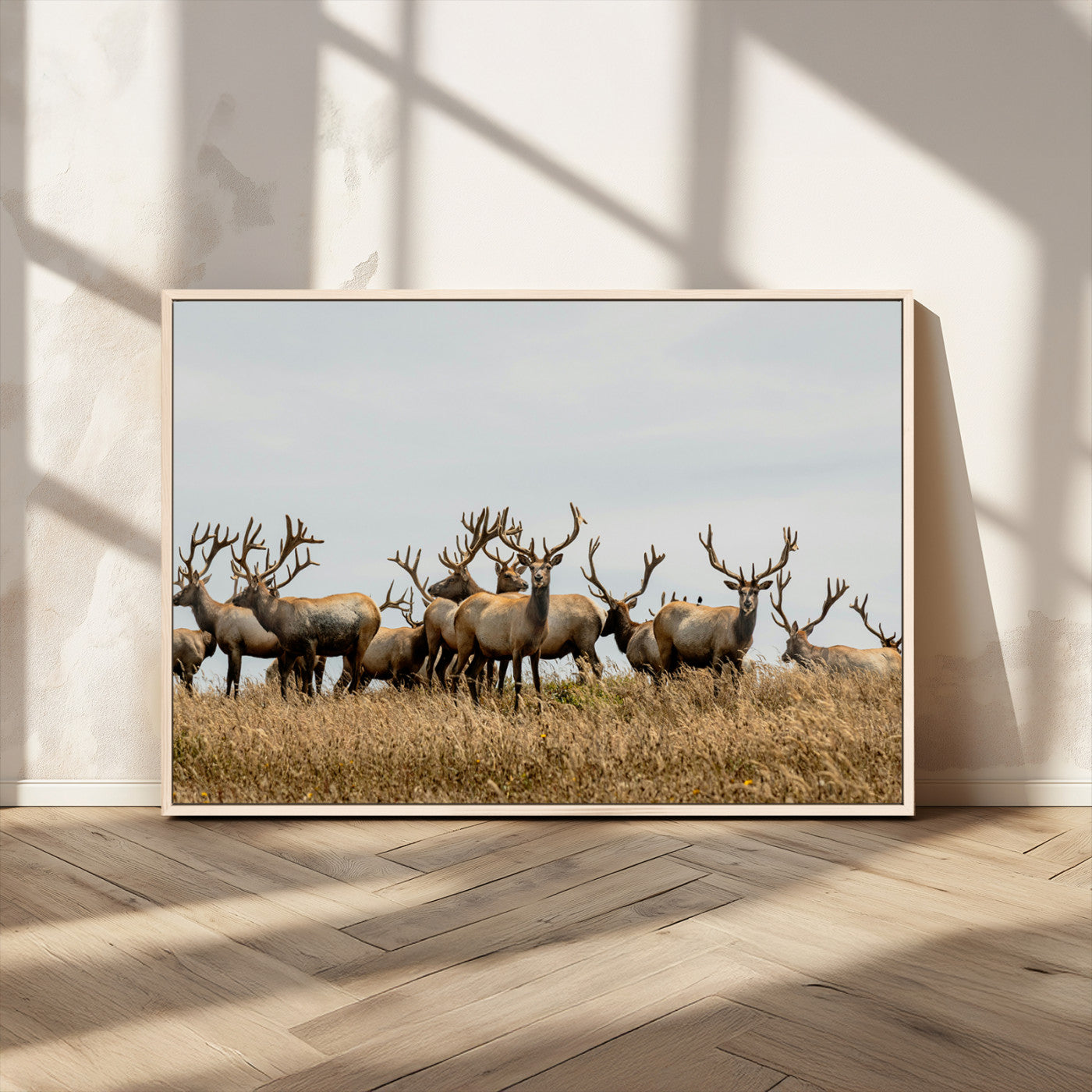 MGV-FC-36X24 - Elk Herd Wall Art Canvas Print, Framed Wildlife Photography Art Picture Print, Majestic Antlers Perfect Rustic Wildlife Decor Artwork
