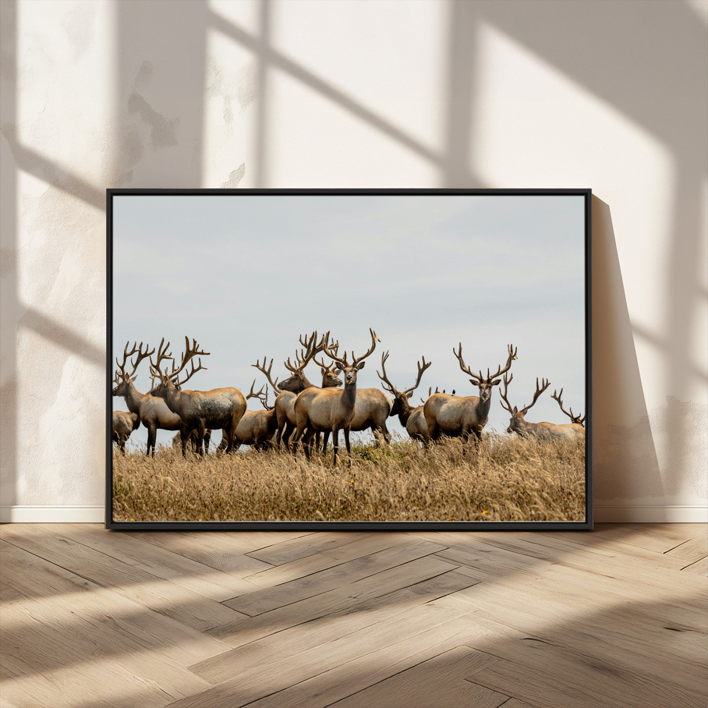 MGV-FC-36X24 - Elk Herd Wall Art Canvas Print, Framed Wildlife Photography Art Picture Print, Majestic Antlers Perfect Rustic Wildlife Decor Artwork