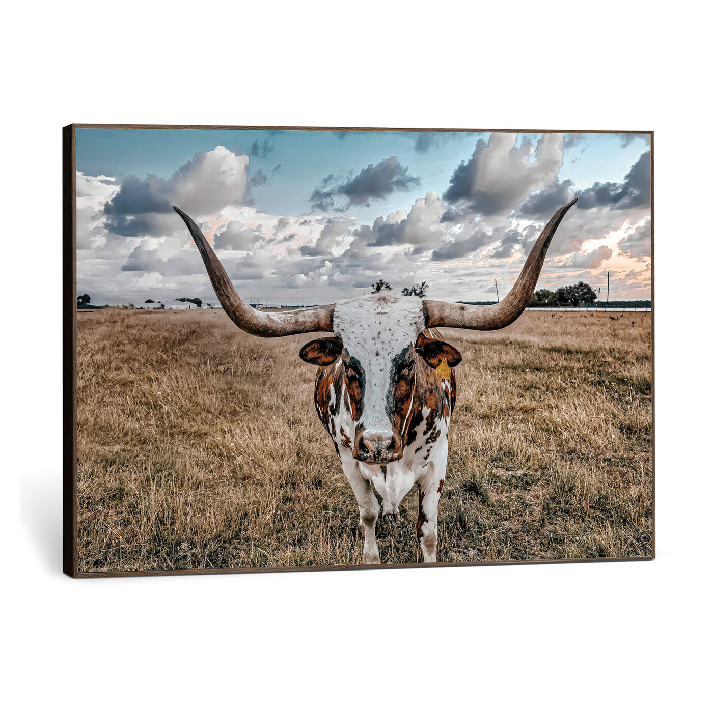 17464823-MGV-CV-36X24 - Texas Longhorn Canvas Wall Art Print - Western Cow Photography, Rustic Ranch Decor, Farmhouse Wall Art, Ready to Hang